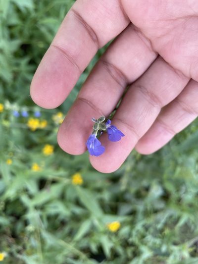 Salvia leptostachys, photographed by Rafael Cano