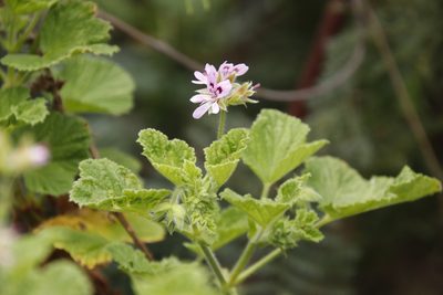 Pelargonium vitifolium, photographed by Tony Rebelo