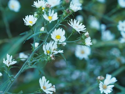 Symphyotrichum pilosum, photographed by mefisher