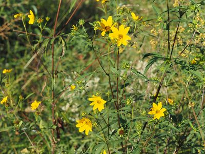 Bidens aristosa, photographed by mefisher