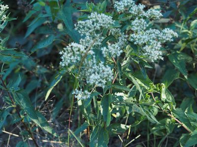Eupatorium serotinum, photographed by mefisher
