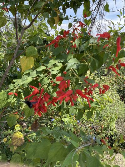 Salvia sessei, photographed by Rafael Cano