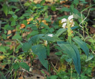 Chelone glabra, photographed by mefisher