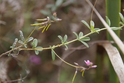 Indigofera filiformis, photographed by Tony Rebelo