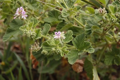 Pelargonium vitifolium, photographed by Tony Rebelo