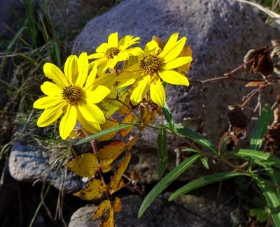 Heliomeris multiflora, photographed by Andrew Tree
