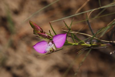 Polygala bracteolata, photographed by Tony Rebelo