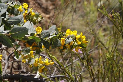 Rafnia triflora, photographed by Tony Rebelo
