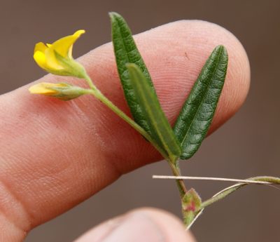 Rhynchosia leucoscias, photographed by Tony Rebelo