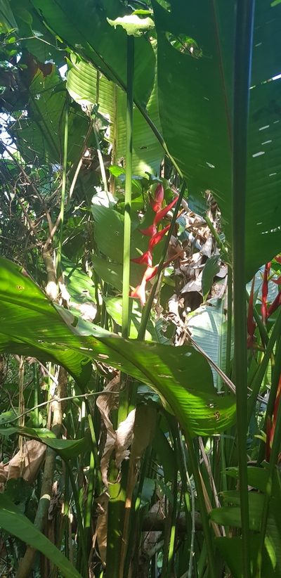 Heliconia farinosa, photographed by LPB