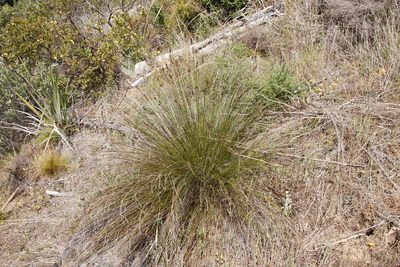 Schoenus cuspidatus, photographed by Tony Rebelo
