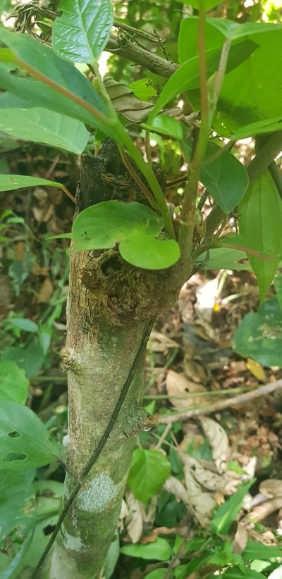 Hieronyma alchorneoides, photographed by LPB