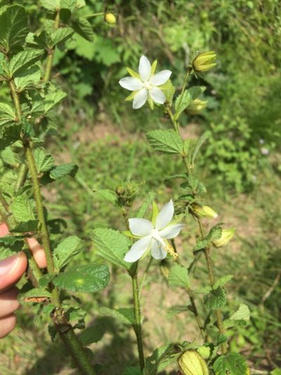 Hibiscus fuscus, photographed by Sunčana Bradley