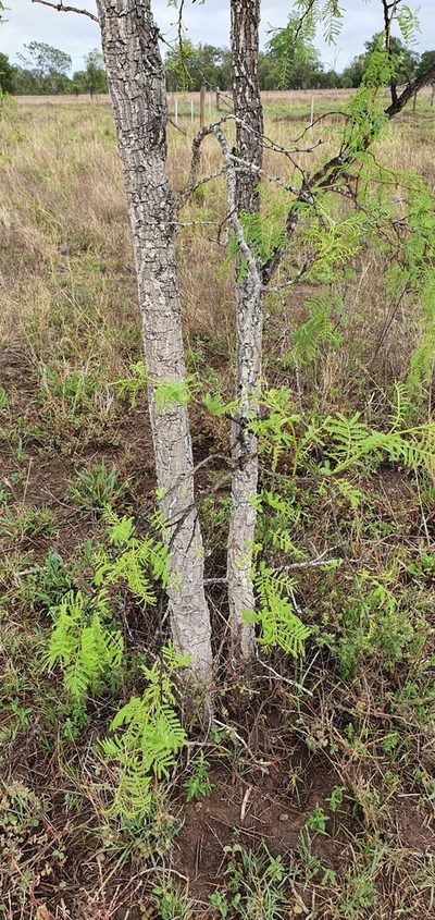 Vachellia bidwillii, photographed by Bethlea Bell