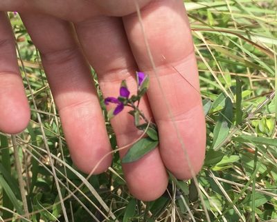 Polygala serpentaria, photographed by Sunčana Bradley