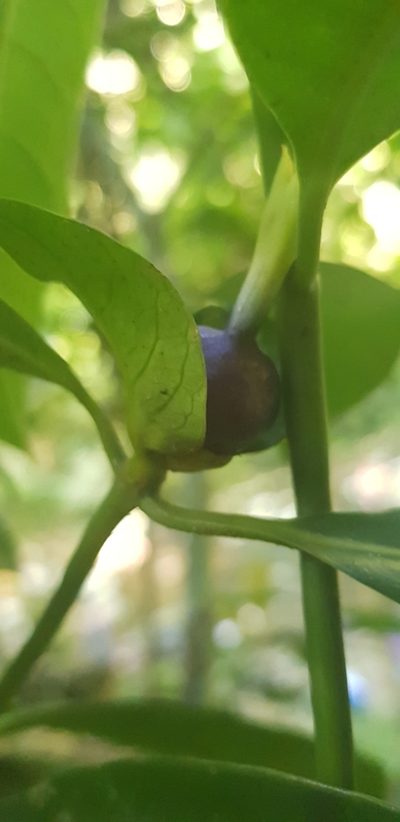 Psychotria laciniata, photographed by LPB