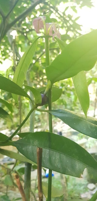 Psychotria laciniata, photographed by LPB
