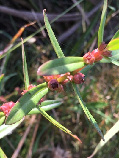 Ammannia latifolia, photographed by harrier