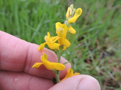 Corydalis curvisiliqua, photographed by Sam Kieschnick