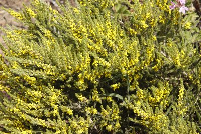 Aspalathus ericifolia, photographed by Tony Rebelo