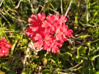 Verbena peruviana, photographed by Adriana Machado