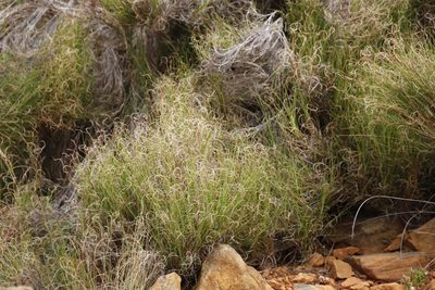 Pseudopentameris macrantha, photographed by Tony Rebelo