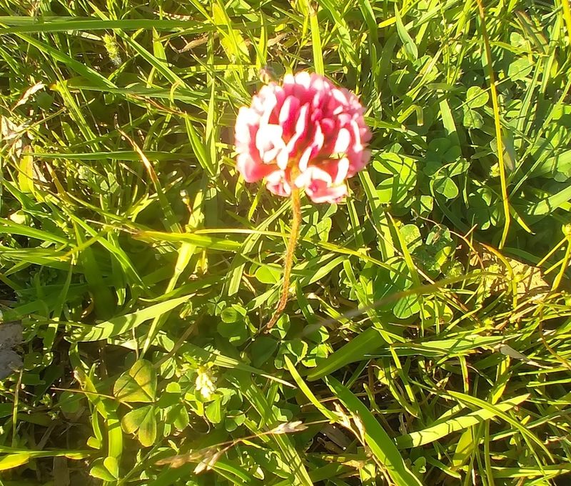 Trifolium polymorphum, photographed by Adriana Machado