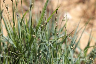 Carex panicea, photographed by jfgodeau