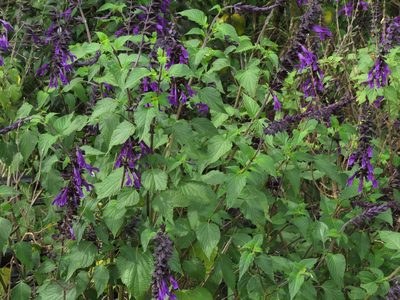 Salvia guaranitica, photographed by Ezequiel Vera
