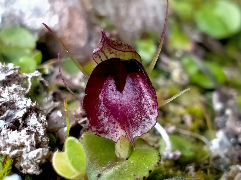 Corybas orbiculatus, photographed by John Barkla