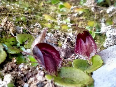 Corybas orbiculatus, photographed by John Barkla