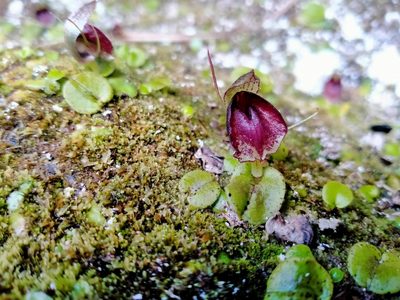 Corybas orbiculatus, photographed by John Barkla