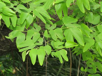 Bauhinia forficata, photographed by Ezequiel Vera