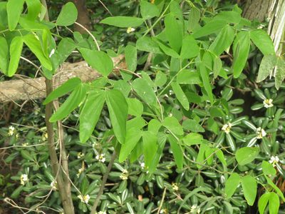 Bauhinia forficata, photographed by Ezequiel Vera