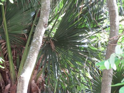 Livistona chinensis, photographed by Ezequiel Vera