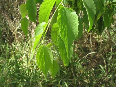 Celtis australis, photographed by Ezequiel Vera