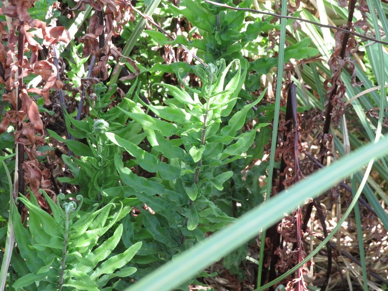 Pityrogramma trifoliata, photographed by Ezequiel Vera