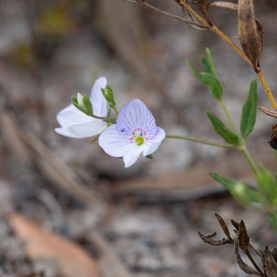 Veronica hillebrandii, photographed by Kym Nicolson