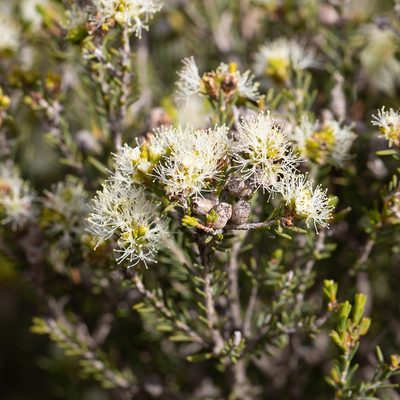 Melaleuca halmaturorum, photographed by Kym Nicolson