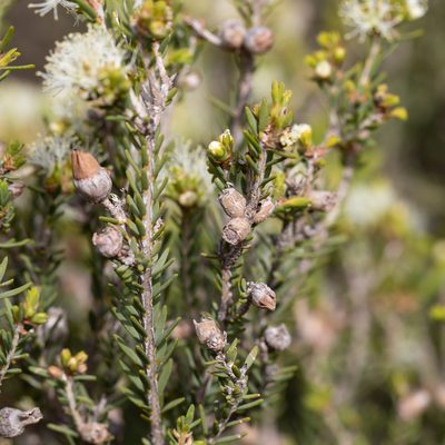 Melaleuca halmaturorum, photographed by Kym Nicolson
