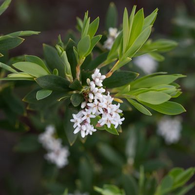 Leucopogon parviflorus, photographed by Kym Nicolson