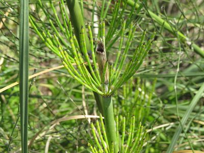 Equisetum giganteum, photographed by Ezequiel Vera