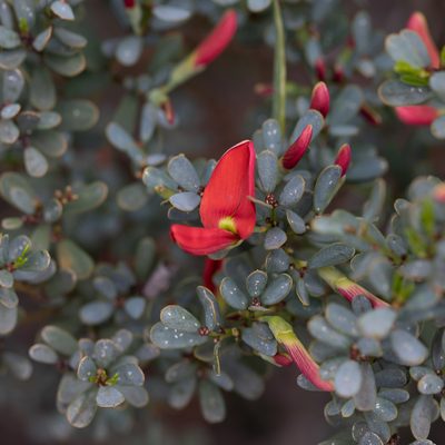 Templetonia retusa, photographed by Kym Nicolson