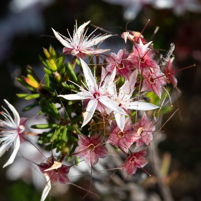 Calytrix tetragona, photographed by Kym Nicolson