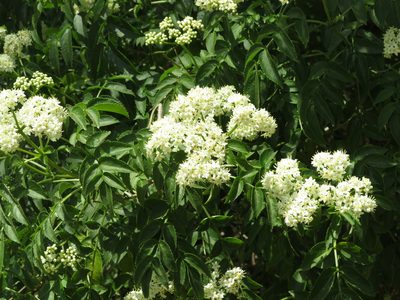 Sambucus australis, photographed by Ezequiel Vera