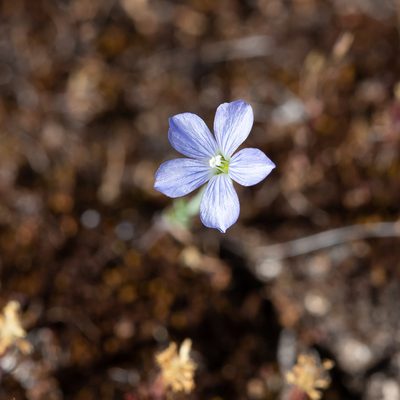 Linum marginale, photographed by Kym Nicolson