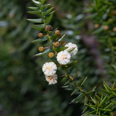 Acacia rupicola, photographed by Kym Nicolson