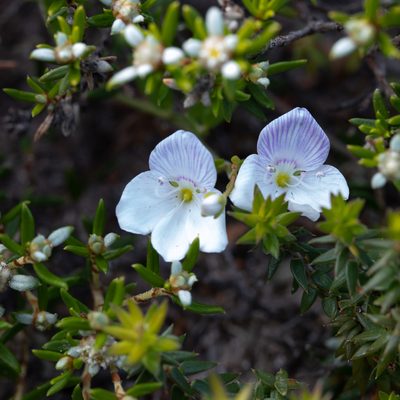 Veronica hillebrandii, photographed by Kym Nicolson