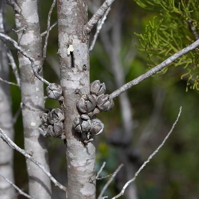 Callitris preissii, photographed by Kym Nicolson