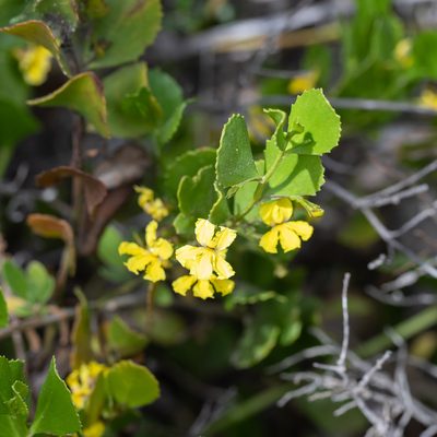 Goodenia varia, photographed by Kym Nicolson